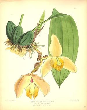 Stanhopea Tricornis. [Orchid].