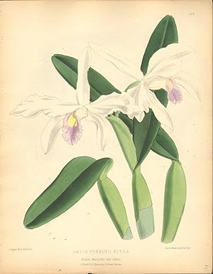 Laelia Perrinii Nivea. [Orchid].