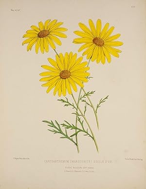 Chrysanthemum (Marguerite) Etoile D'Or.