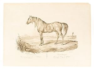 Copenhagen. Cheval monté par le Duc de Wellington à la bataille de Waterloo. [no.3] Pferd so der ...