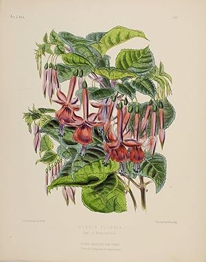 Hybrid Fuchsia [Earl of Beaconsfield]
