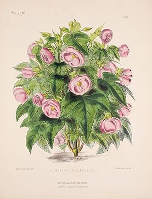 Abutilon Rosaeflorum