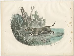 Antique Print of a Hunting Dog by Ligny & Dupaix (c.1820)