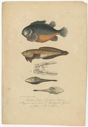 Antique Print of various Fish species by Lacepede (1832)