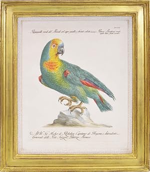 Bild des Verkäufers für A Group of Six Parrots zum Verkauf von Shapero Rare Books