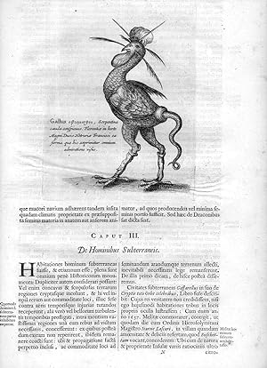 Immagine del venditore per Gallus.Serpentina." from Mundus Subterraneus venduto da JF Ptak Science Books