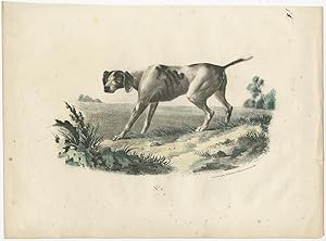 Antique Print of a Hunting Dog by Ligny & Dupaix (c.1820)