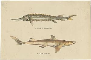 Antique Print of the Sterlet and Spiny Dogfish by Burgersdijk (1873)