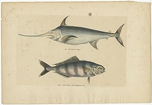 Antique Print of the Swordfish and Pilot Fish by Burgersdijk (1873)