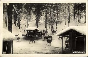 Ansichtskarte / Postkarte Wildfütterung im Winter