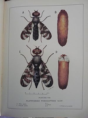 Imagen del vendedor de Les insectes nuisibles aux plantes cultivs, leurs m urs, Agriculture cologie Arboriculture Entomologie a la venta por Daniel Bayard librairie livre luxe book