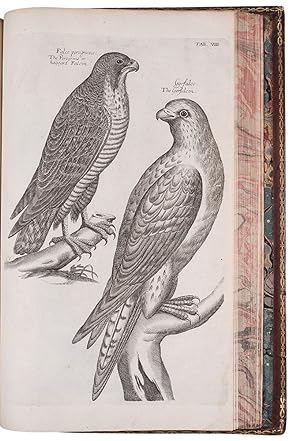 Seller image for The Ornithology of Francis Willughby . In three books. Wherein all the birds hitherto known . are accurately described. Translated into English, with many additions. To which are added three considerable discourses, I. Of the art of fowling . II. Of the ordering of singing birds. III. Of falconry. By John Ray for sale by Donald A. Heald Rare Books (ABAA)