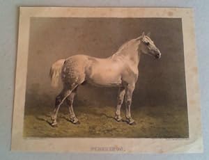 Percheron. Farblithographie von Breidenbach & Co. bei Schickhardt & Ebner, Stuttgart, um 1880.