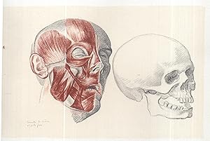 Seller image for Dessins anatomiques de David d'Angers : prsents par Andr Bruel. for sale by PRISCA