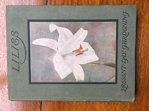 Seller image for Lilies. Present-Day Gardening Series No.8 for sale by Brian Corrigan