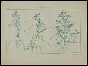 LIN, JULES HABERT DYS -1896- LITHOGRAPHIE, ART NOUVEAU, FLEURS,