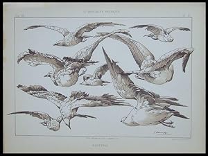 SEAGULLS, JULES HABERT DYS - 1896 LITHOGRAPH - FRENCH ART NOUVEAU, MOUETTES