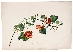 Grande Capucine. Tropaeolum majus L. [From: Fleurs dessinées d'après nature, Recueil utile aux a...