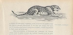 Panthre d'Afrique.Dessin original  l'encre de chine et au lavis sur papier type Canson, ...