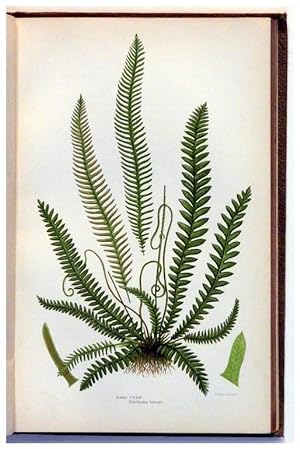 The Ferns of Great Britain, and their allies the Club-Mosses, Pepperworts, and Horsetails,