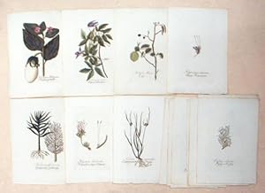 Bild des Verkufers fr (17 Bltter) Vorhanden: Melanzanapfel; Brauner Nachstschatten; Alpen-Atragene; Erle; Alpen-Daarmoos; Gewhnliches Zukkerrohr; Bumchenartiges Astmoos; Cypergrasartige Segge; Fuchs Flechte; Krause Osmnde; Bltterblhende Jungermannie; Erhabener Schwingel; Sparrichter Walch; Gebrechlicher Hafer; Bluthirsen; Windhafer; Winterlolch. Kupferstiche, altkoloriert. zum Verkauf von antiquariat peter petrej - Bibliopolium AG