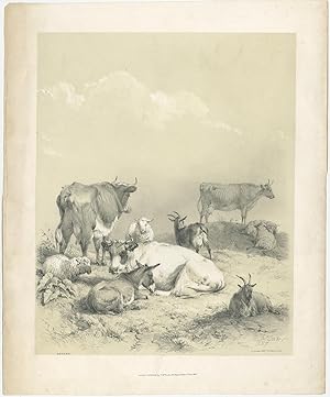 Antique Print of Cattle by Ducôte (1837)