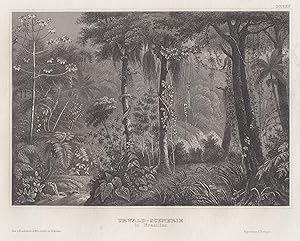 Bild des Verkufers fr Landschaftsdarstellung, "Urwald-Scenerie in Brasilien". zum Verkauf von Antiquariat Clemens Paulusch GmbH