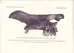 Imagen del vendedor de ACERCA DE UN NUEVO "RHINOCEROS" MIOCENO. "RHINOCEROS AUSTRIACUS" PETERS, MUTACION "HISPANICUS" (EXTRAIDO ORIGINAL DEL AO 1914, ESTUDIO COMPLETO TEXTO INTEGRO) a la venta por Libreria 7 Soles