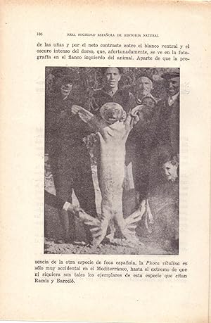 Immagine del venditore per NOTA SOBRE LA PRESECIA DE UN EJEMPLAR DE "MONACHUS MONACHUS" (HERMAN) EN LAS COSTAS DE ALICANTE (EXTRAIDO ORIGINAL DEL AO 1954 ESTUDIO COMPLETO TEXTO INTEGRO) venduto da Libreria 7 Soles