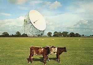 Jodrell Radio Telescope With Cows !! Macclesfield Rare Postcard