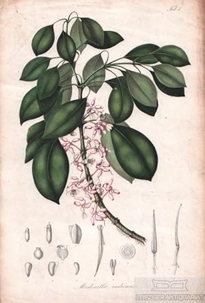 Lithographie: Medinilla radicans. Tab. 3.