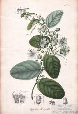 Lithographie: Passiflora Horsfieldii Tab. 52