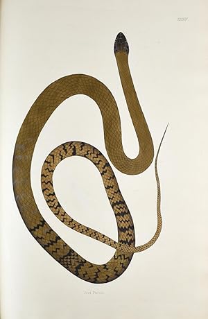 Bild des Verkufers fr An Account of Indian Serpents Collected in the Coast of Coromandel; containing descriptions and drawings of each species; together with experiments and remarks on their several poisons, zum Verkauf von Bruce Marshall Rare Books