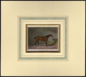Antique Print-HORSE-PORTRAIT-WOFUL-STABLE-Cooper-Scott-1815