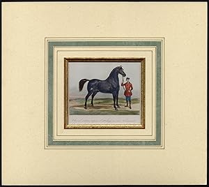Antique Print-PORTRAIT-HORSE-RIDER-REINS-La Coste-1890