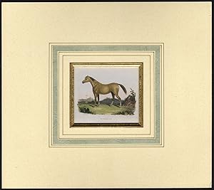 Antique Print-HORSE-RACE-HUMDANIEH-Howie-Fry-1831