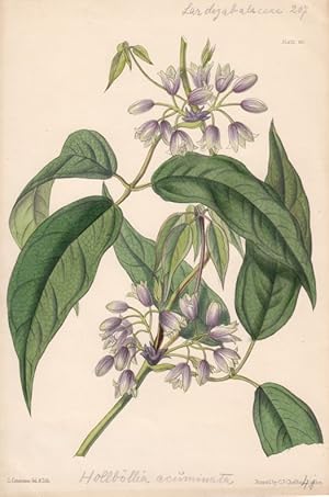 Hollböllia acuminata. Kol. Zinkographie Nr. 45 v. L. Constans aus "Paxton's Flower Garden" by Joh...