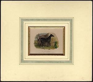 Antique Print-BLACK ARABIAN-HORSE-PORTRAIT-Josi-Scott-1838