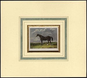 Antique Print-HORSE-CAMEL-PORTRAIT-Cooper-Webb-1835