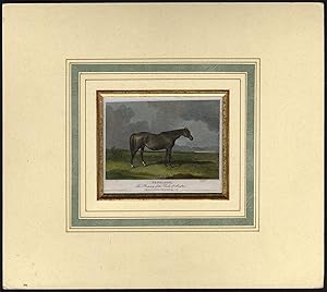 Antique Print-HORSE-PENELOPE-PORTRAIT-Cooper-Scott-1815