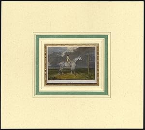 Antique Print-HORSE-SWAP-PORTRAIT-GREY COLT-Tomson-Scott-1815