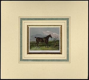 Antique Print-HUNTING HORSE-PORTRAIT-MADCAP-Cooper-Scott-1812
