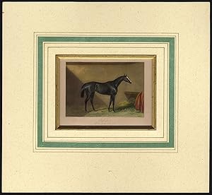 Antique Print-HORSE-REFRACTION-FILLY-OAKS WINNER-Cooper-Hacker-1850