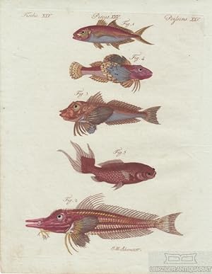 Fische. Tafel XXV. Rote Makrele. Gabel-Fisch. Originalkupferstich.