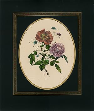 Antique Print-RARE BOTANICAL-FLOWER-ROSES-LITHOGRAPH-NO. 38-Anton Weiss-1850