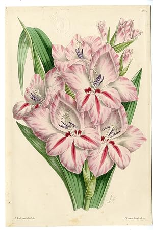 Bild des Verkufers fr Antique Print-LILIUM-LILY-FLORAL MAGAZINE-Andrews-1865 zum Verkauf von Pictura Prints, Art & Books