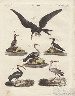 Vögel. Tafel XXI. Sumpfvögel. Wasservögel Originalkupferstich