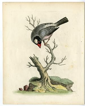 Seller image for Antique Print-LONCHURA ORYZIVORA-JAVA SPARROW-LOXIA-PL. 41-Edwards-1740 for sale by Pictura Prints, Art & Books