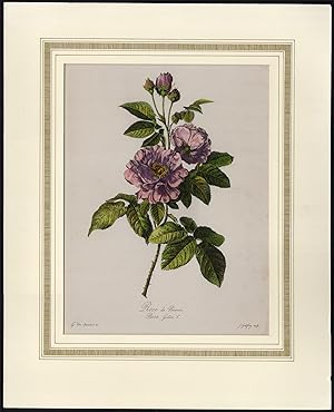 Antique Print-FLOWER-PROVINS ROSE-ROSA GALLICA-Spaendonck-Godefroy-1801