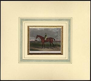 Antique Print-HORSE-PORTRAIT-ALTISIDORA-RACEHORSE-BROODMARE-Tomson-Scott-1814